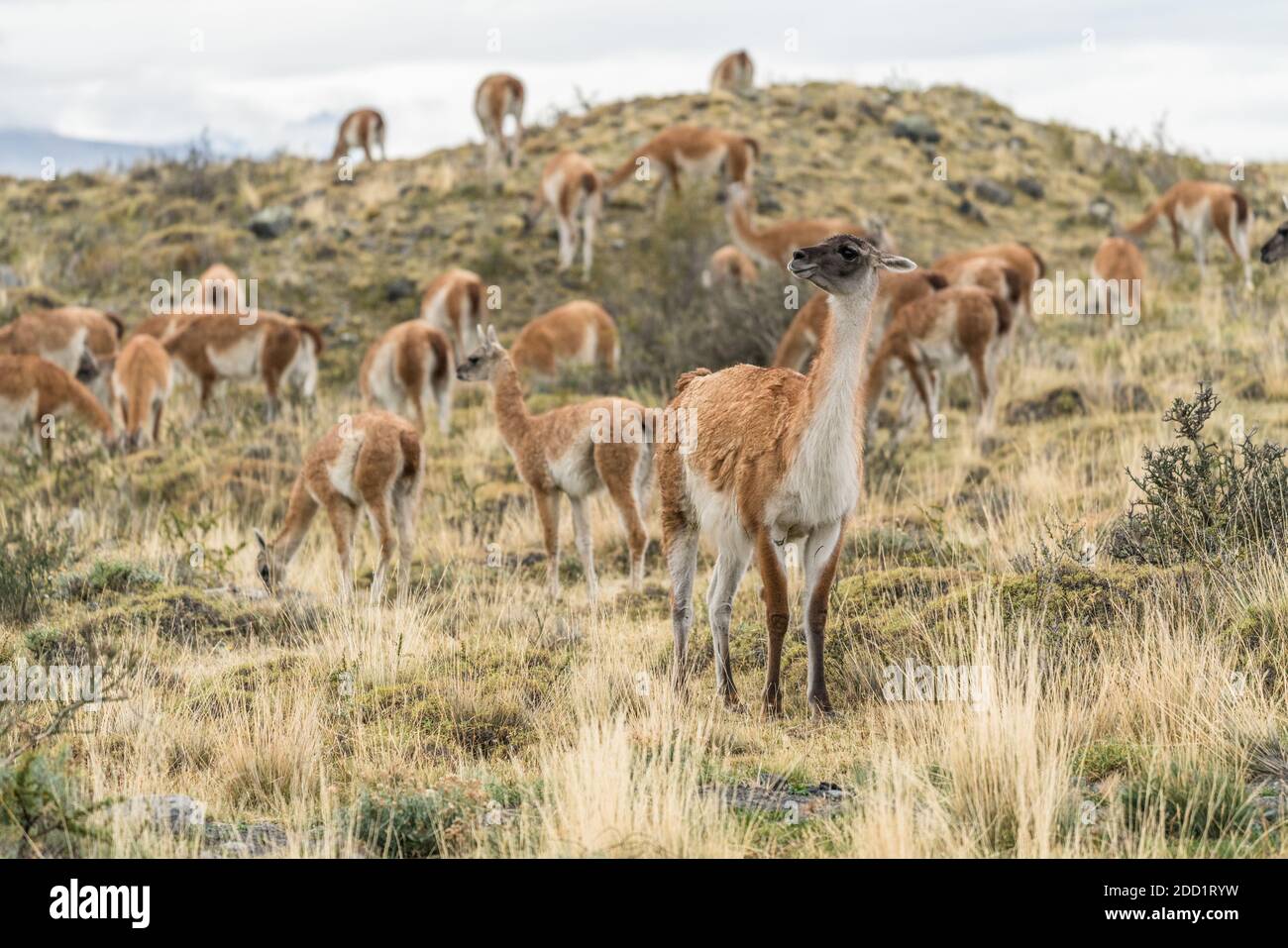 Un troupeau de guanacos qui broutage dans le parc national Torres del Paine au Chili. Banque D'Images