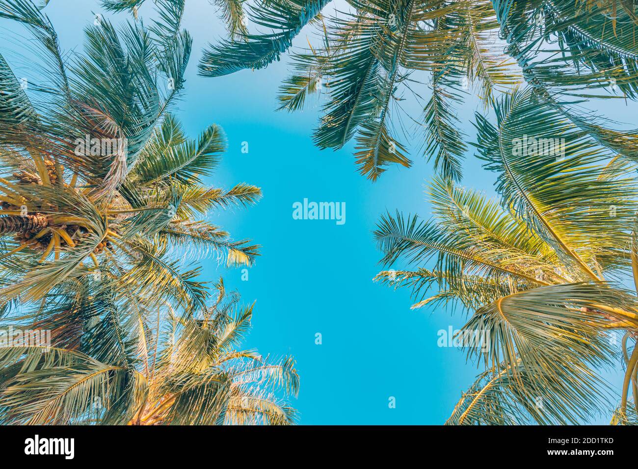Palmiers avec ciel en arrière-plan. Vacances sous un palmier sur la rive de l'île sous un ciel bleu sous les tropiques, vue artistique nature Banque D'Images