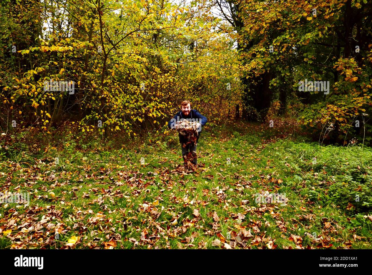 Homme à barbe de gingembre sautant dans les airs avec joie, jetant des feuilles d'automne dans la campagne, portant un manteau et un foulard de Barbour. Banque D'Images