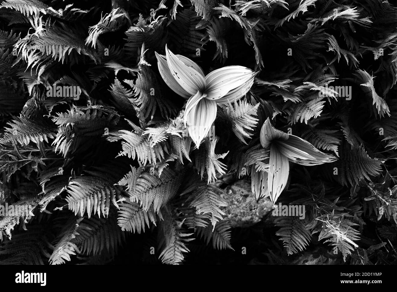 Vue abstraite en noir et blanc de quelques plantes près de Pointe De la Québlette Banque D'Images
