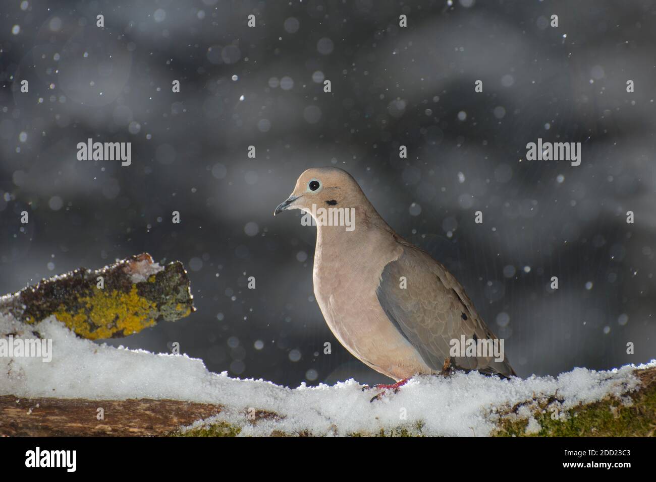 Vadnais Heights, Minnesota. La colombe en deuil, Zenaida macroura dans une tempête de neige printanière. Banque D'Images