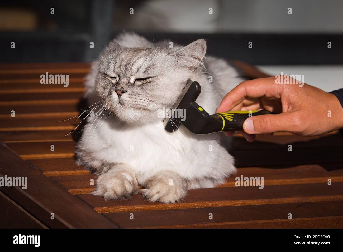 Homme Peignant Son Joli Chat Gris Avec L Outil De Toilettage Furminatoror Soins Pour Animaux De Compagnie Toilettage Photo Stock Alamy