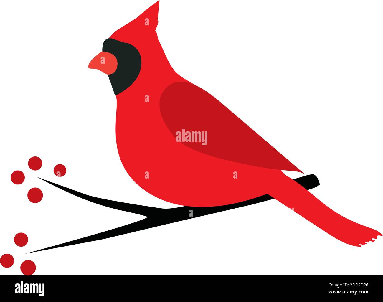 illustration vectorielle d'un oiseau cardinal isolé sur fond blanc. Illustration de Vecteur