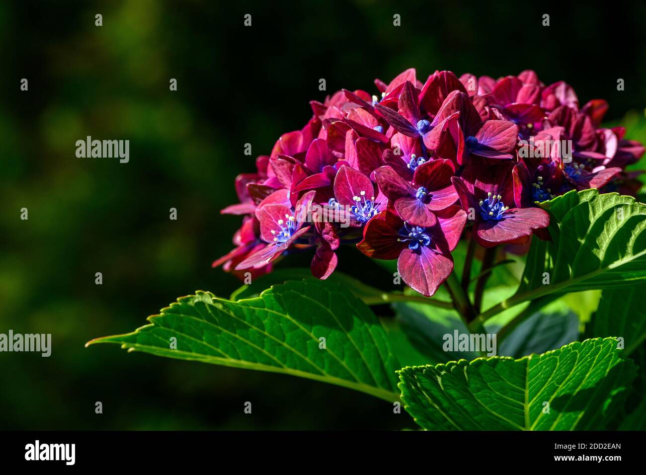 Fleurs rose foncé d'un buisson d'Hydrangea fleuries sur un journée ensoleillée dans un jardin Banque D'Images