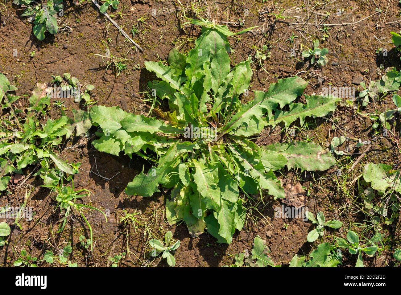 Rosette des pissenlits (Taraxacum) en automne, ville d'Isehara, préfecture de Kanagawa, Japon Banque D'Images