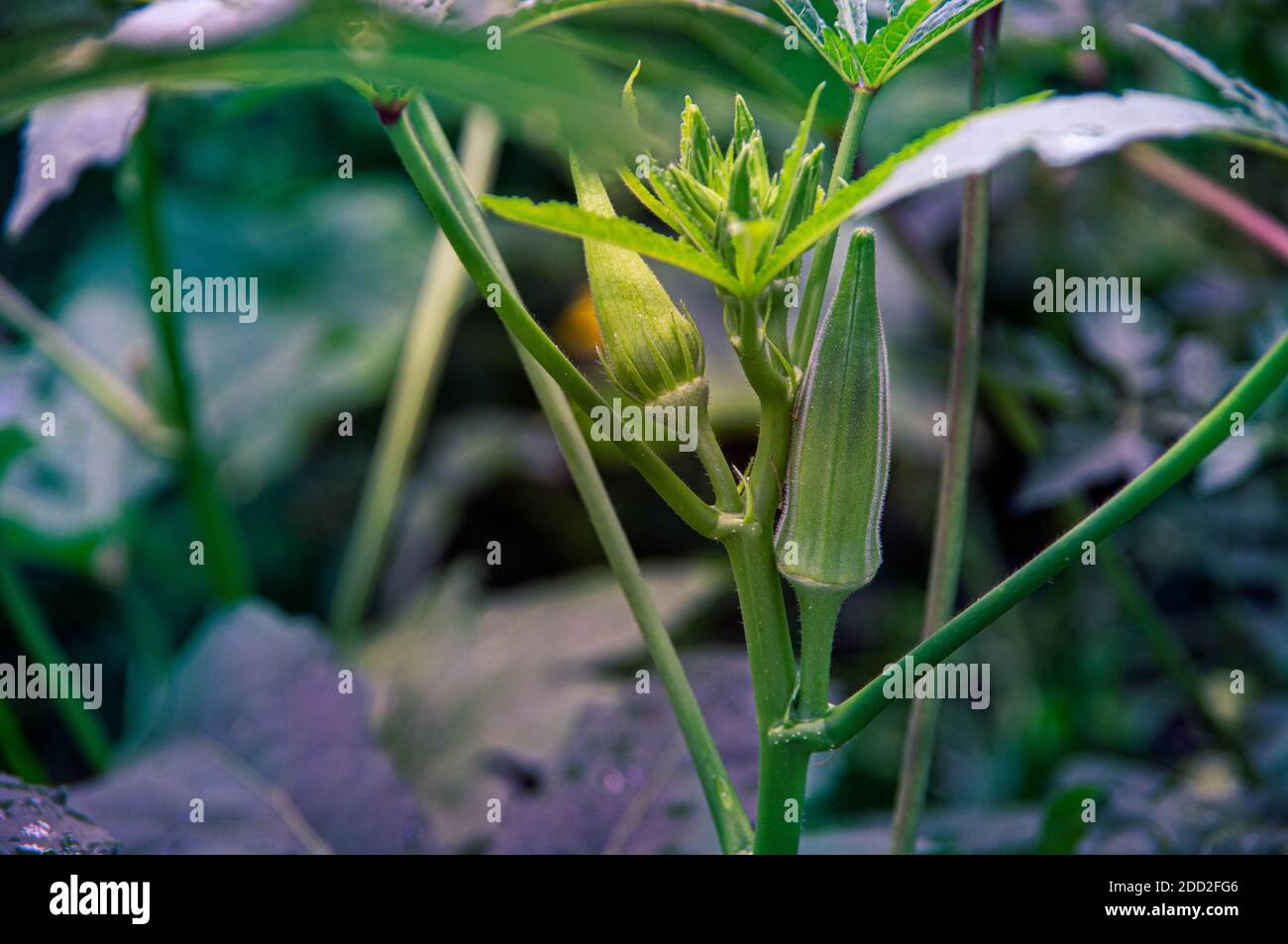 Vue en gros plan des fleurs et des graines sur un okra plantez dans un jardin avec une lumière chaude sur le bourgeon Banque D'Images