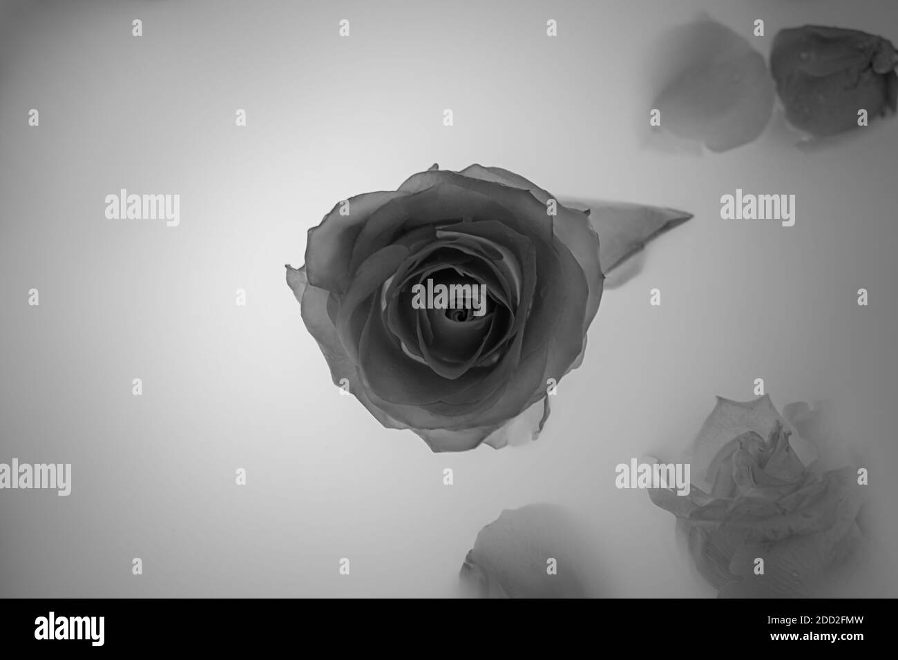 Arrière-plan abstrait, photo en noir et blanc. Rose dans de l'eau brillante. Concept de mystère. Affiche, papier peint photo, couverture, carte postale. Photo pour la conception de blog, s Banque D'Images