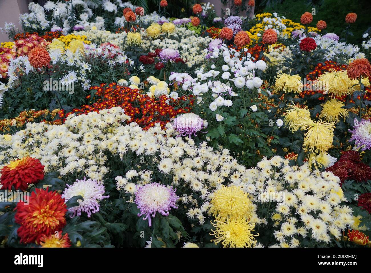 Papillon Belles Fleurs Chrysanthème En Silicone, Outils De Décoration