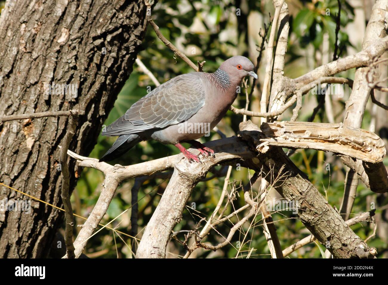 Un picazuro Pigeon - Patagioenas picazuro - sur la branche de l'arbre, sur un fond naturel flou, l'Argentine Banque D'Images