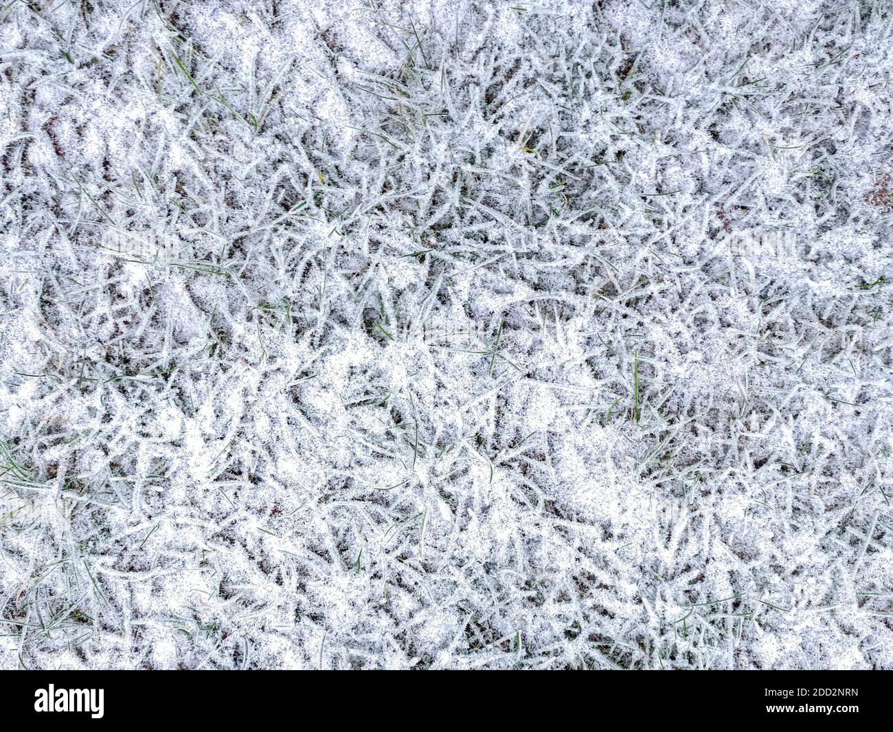 neige recouverte d'herbe gelée. fond blanc d'hiver, vue d'en haut Banque D'Images