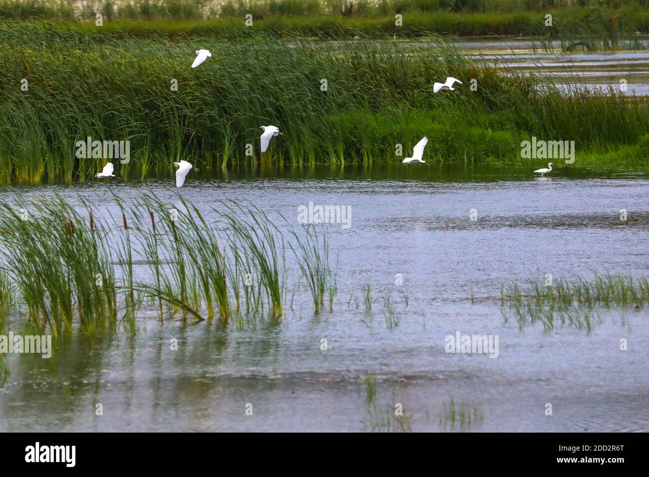 Les montagnes occidentales, henan luohe marais aigrettes volant Banque D'Images