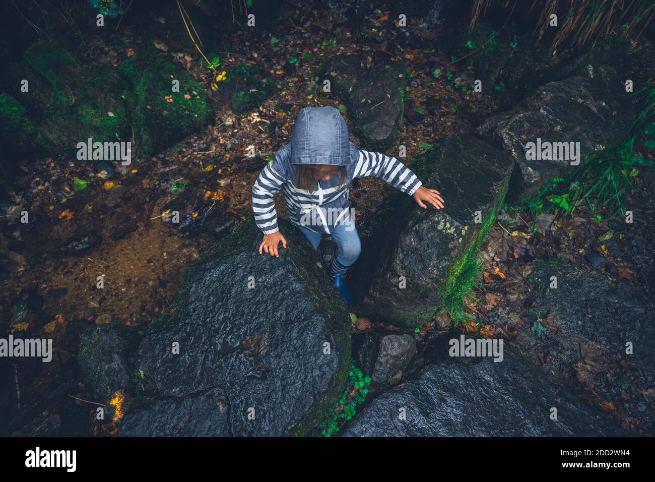 Un petit préchooler dans un imperméable marche dans le forêt Banque D'Images