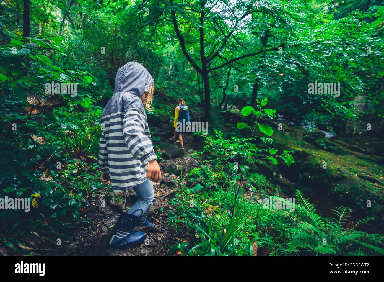 Un pré-chooler marche dans la forêt avec sa mère par temps pluvieux Banque D'Images
