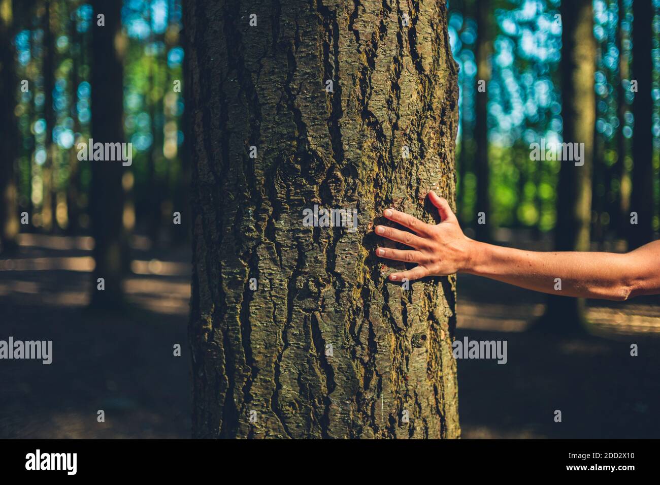 La main d'une jeune femme touchant un arbre la forêt par un jour ensoleillé Banque D'Images