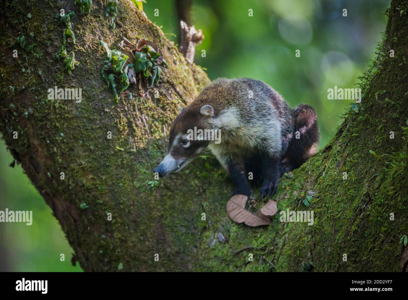 Panama faune avec un coati à nez blanc, Nasua narica, dans un arbre dans la forêt tropicale du parc national de Soberania, République de Panama, Amérique centrale. Banque D'Images