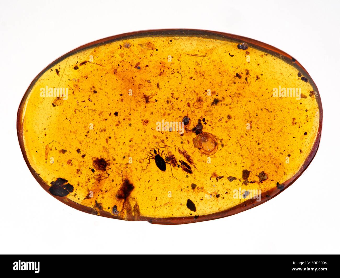 Pièce d'ambre birman de 99 millions d'années, également connue sous le nom de Burmite (résine d'arbre fossilisée) avec un vrai insecte (Heteroptera) conservé à l'intérieur Banque D'Images