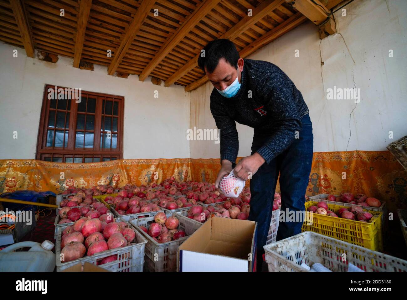 Pishan, région autonome de Xinjiang Uygur en Chine. 21 novembre 2020. Un villageois arrange des grenades récoltées dans le canton de Piyalma, comté de Pishan, préfecture de Hotan, dans la région autonome du Xinjiang, dans le nord-ouest de la Chine, le 21 novembre 2020. Au cours des trois dernières décennies, le revenu net par habitant de la population locale a augmenté de moins de 300 yuan (environ 45.6 dollars américains) dans les années 1990 à 16,495 yuan (environ 2,503.9 dollars américains) En 2019, grâce au développement de la plantation de grenade qui couvre une superficie de plus de 24,000 mu (1,600 hectares) dans le canton de Piyalma. Credit: Zhao GE/Xinhua/Alay Live News Banque D'Images