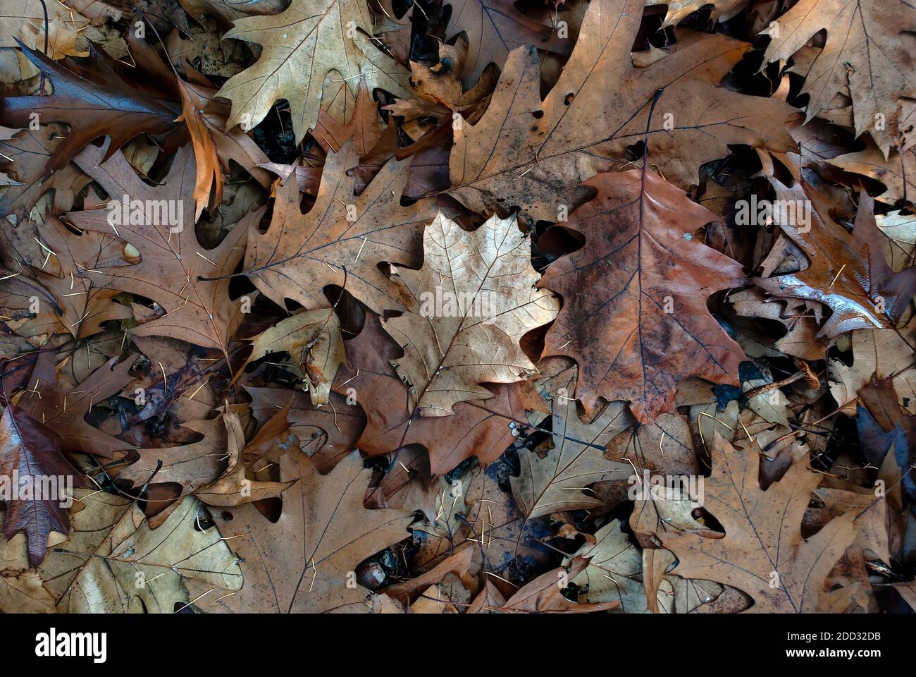feuilles d'automne - fond, texture des feuilles de chêne d'automne dans une forêt froide Banque D'Images