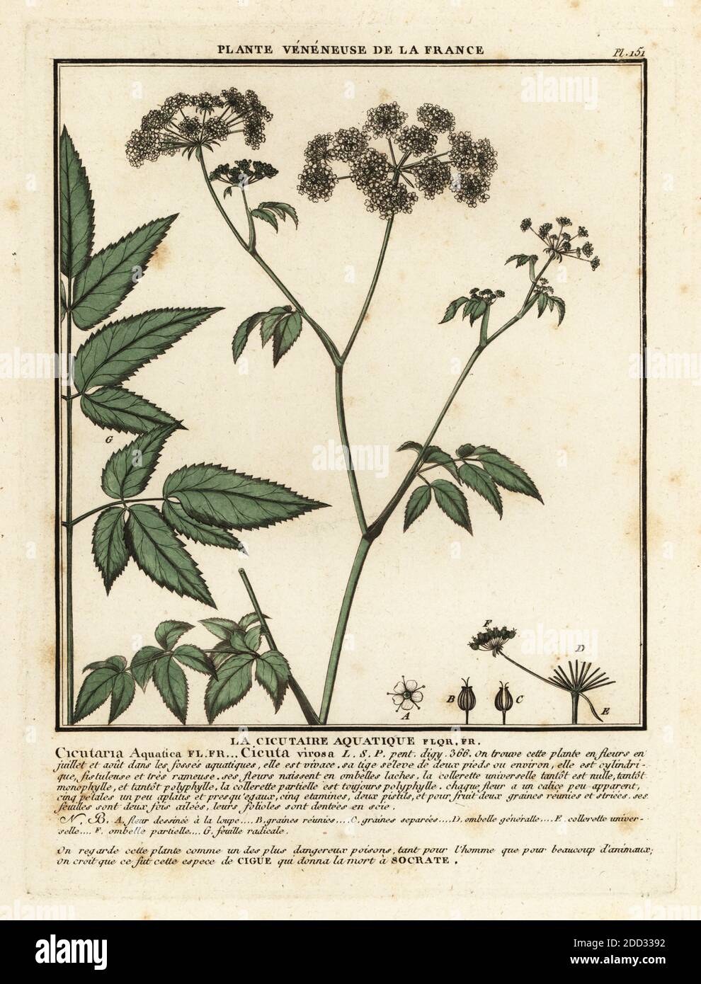 Cowbane ou cicuta virosa, la pruche de l'eau du Nord. La cicutaire aquatique, Cicutaria aquatica. Gravure en plaque de coperplate imprimée en trois couleurs par Pierre Bulliard de son Herbier de la France, ou collection complète des plantes indigénes de ce royaume, Didot jeune, Debure et Belin, 1780-1793. Banque D'Images