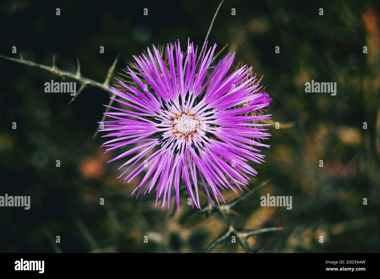 Détail d'une fleur pourpre isolée de galactites tomentosa centré sur l'image Banque D'Images