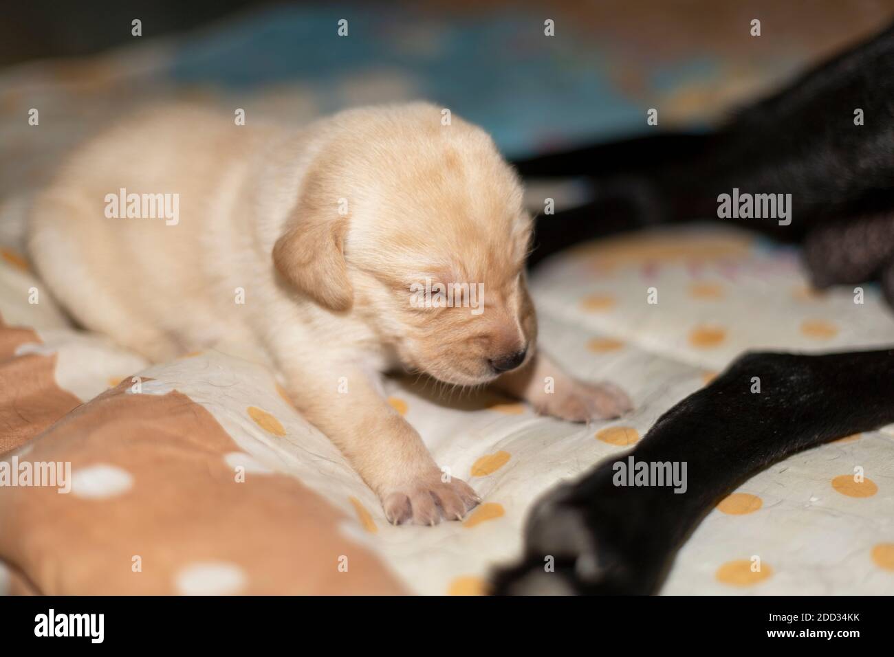 Un chiot du Labrador d'une semaine tente de se tenir debout Banque D'Images
