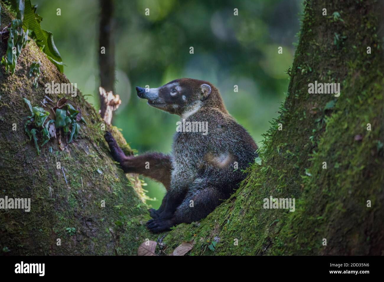 Panama faune avec un coati à nez blanc, Nasua narica, dans un arbre dans la forêt tropicale du parc national de Soberania, République de Panama, Amérique centrale. Banque D'Images