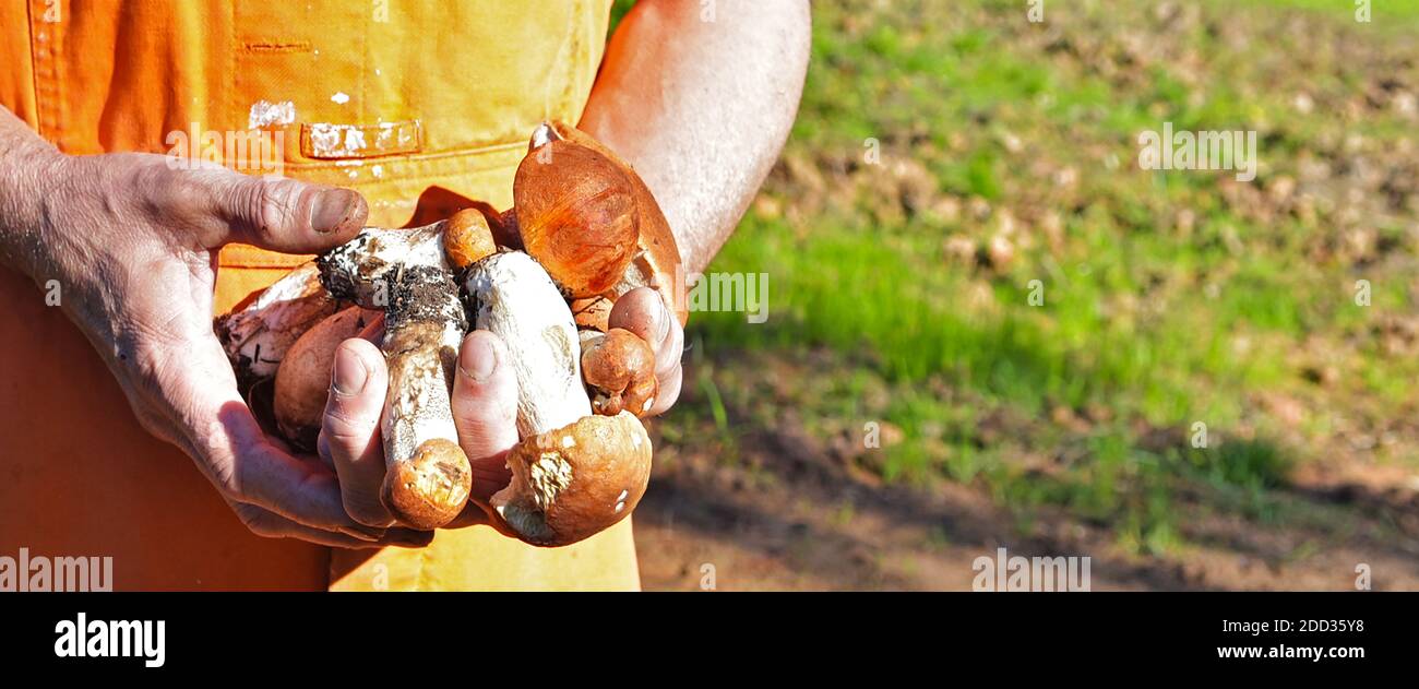 Champignons de la forêt collectés dans vos mains. Les mains des hommes tiennent des champignons frais délicieux recueillis dans la forêt. Une poignée de champignons sauvages dans ses mains Banque D'Images