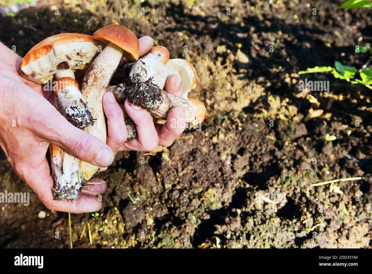 Champignons de la forêt collectés dans vos mains. Les mains des hommes tiennent des champignons frais délicieux recueillis dans la forêt. Une poignée de champignons sauvages dans ses mains Banque D'Images
