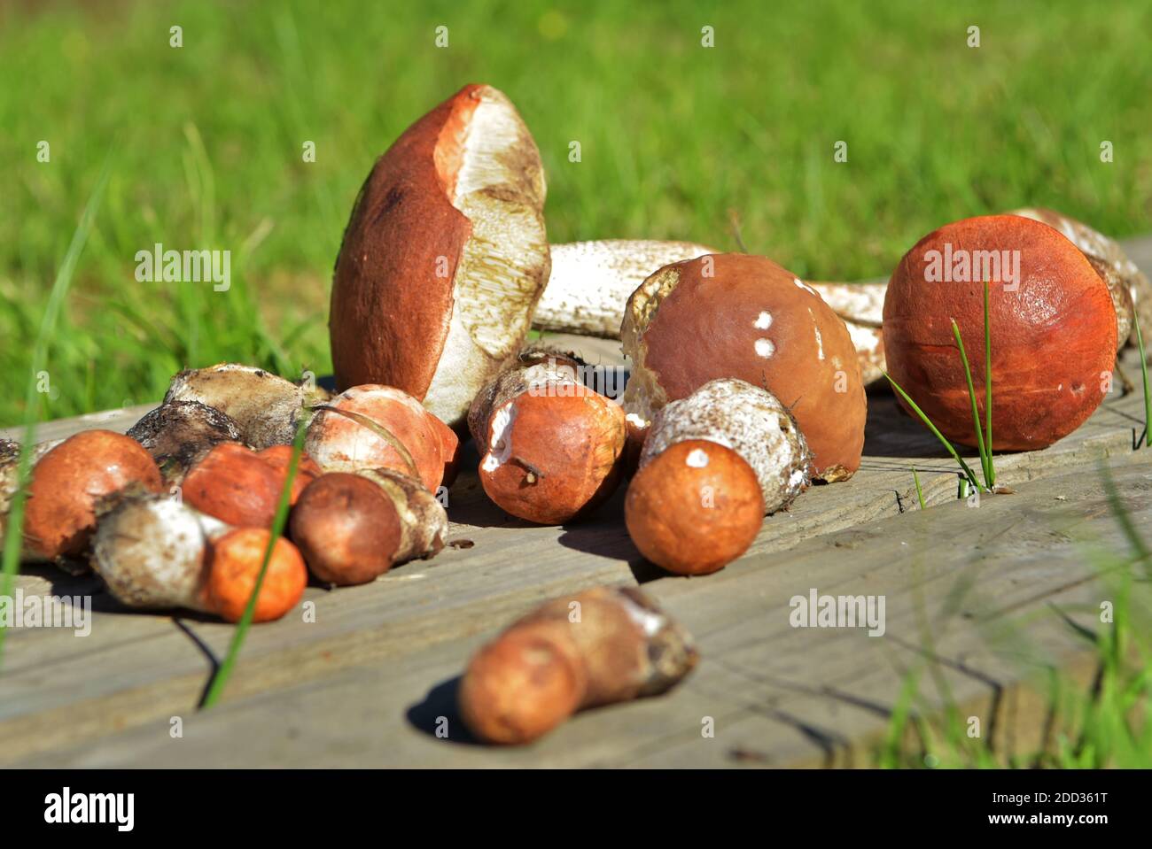 Champignons comestibles avec une casquette orange, récoltés dans la forêt. Leccinum aurantiacum collectant des champignons dans la forêt. Champignons comestibles dans le Nord Banque D'Images