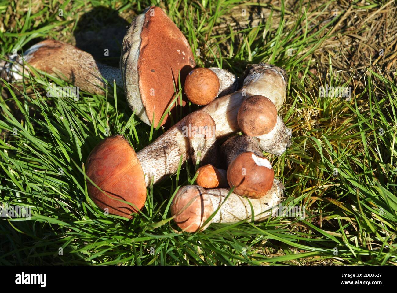 Champignons comestibles avec une casquette orange, récoltés dans la forêt. Leccinum aurantiacum collectant des champignons dans la forêt. Champignons comestibles dans le Nord Banque D'Images