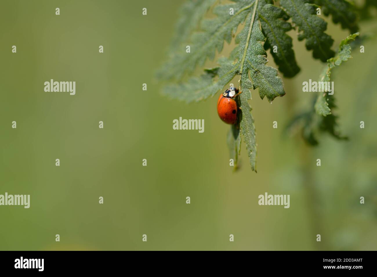 Coccinelle sur une feuille verte dans la nature, fond vert, petit insecte rouge avec des taches noires. Banque D'Images