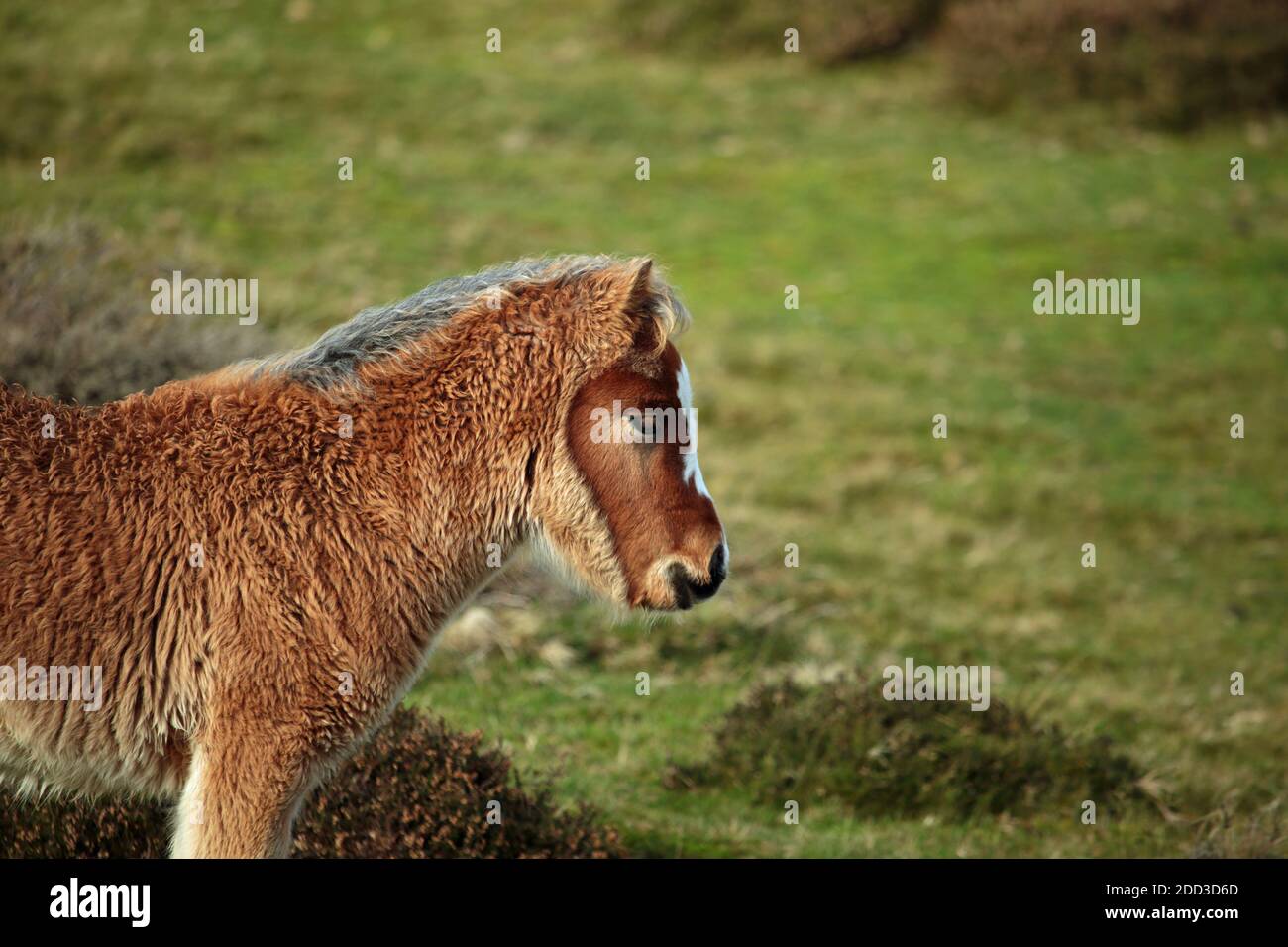 Poulain sauvage sur le long Mynd près de Church Stretton, Shropshire, Angleterre, Royaume-Uni. Banque D'Images