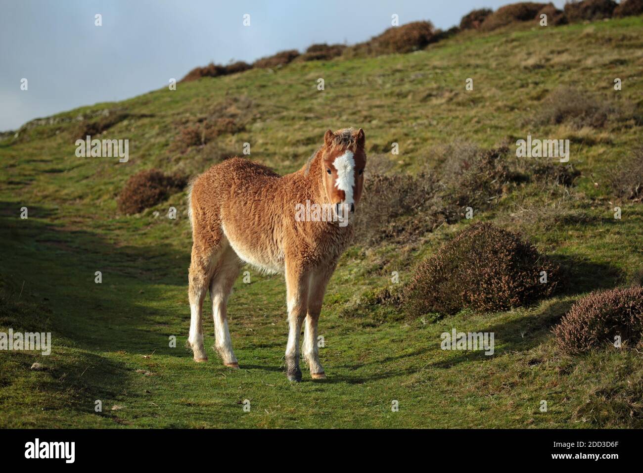 Poulain sauvage sur le long Mynd près de Church Stretton, Shropshire, Angleterre, Royaume-Uni. Banque D'Images