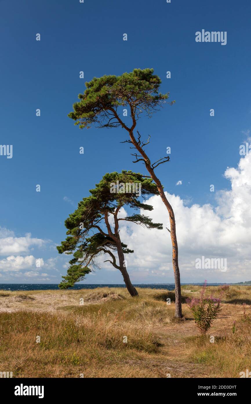 Géographie / Voyage, Suède, Skane, Ystad, côte de la mer Baltique à l'ouest de Ystad, Skane, Sud de la Suède, droits-supplémentaires-habilitation-Info-non-disponible Banque D'Images