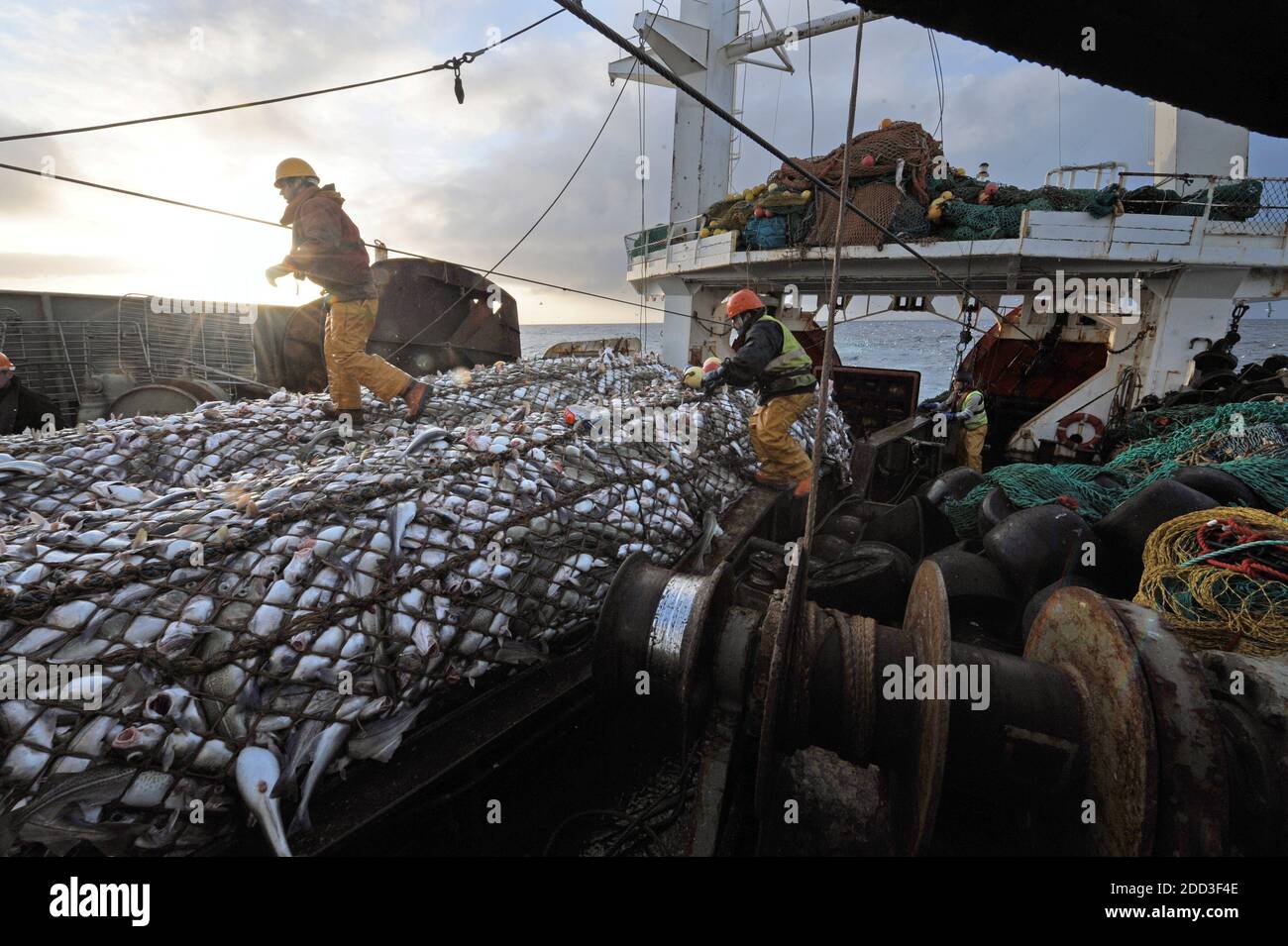 Pêche hauturière en mer de Norvège à bord du chalutier "Grande Hermine" en 2011. La Grande Hermine, chalutier d'usine exploité par la Compagnie des Pech Banque D'Images
