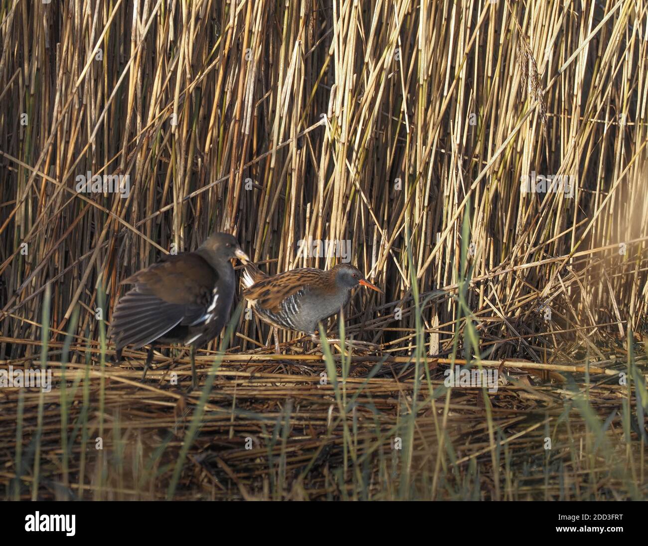 Water Rail et Moorhen courant pour la couverture, Teifi Marshes, pays de Galles Banque D'Images