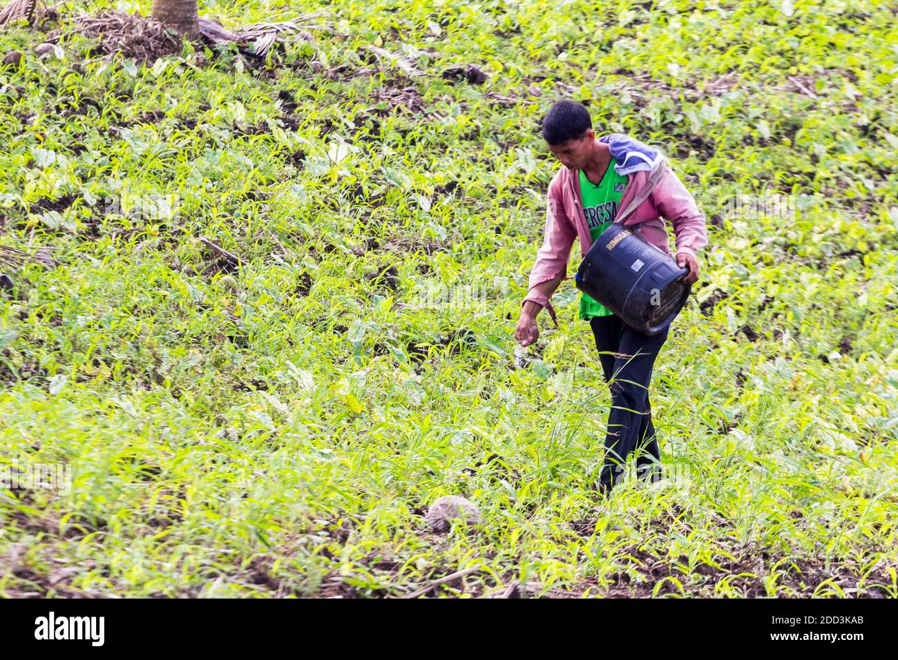 Un agriculteur philippin haletant des graines dans un champ à Bicol, Philippines Banque D'Images