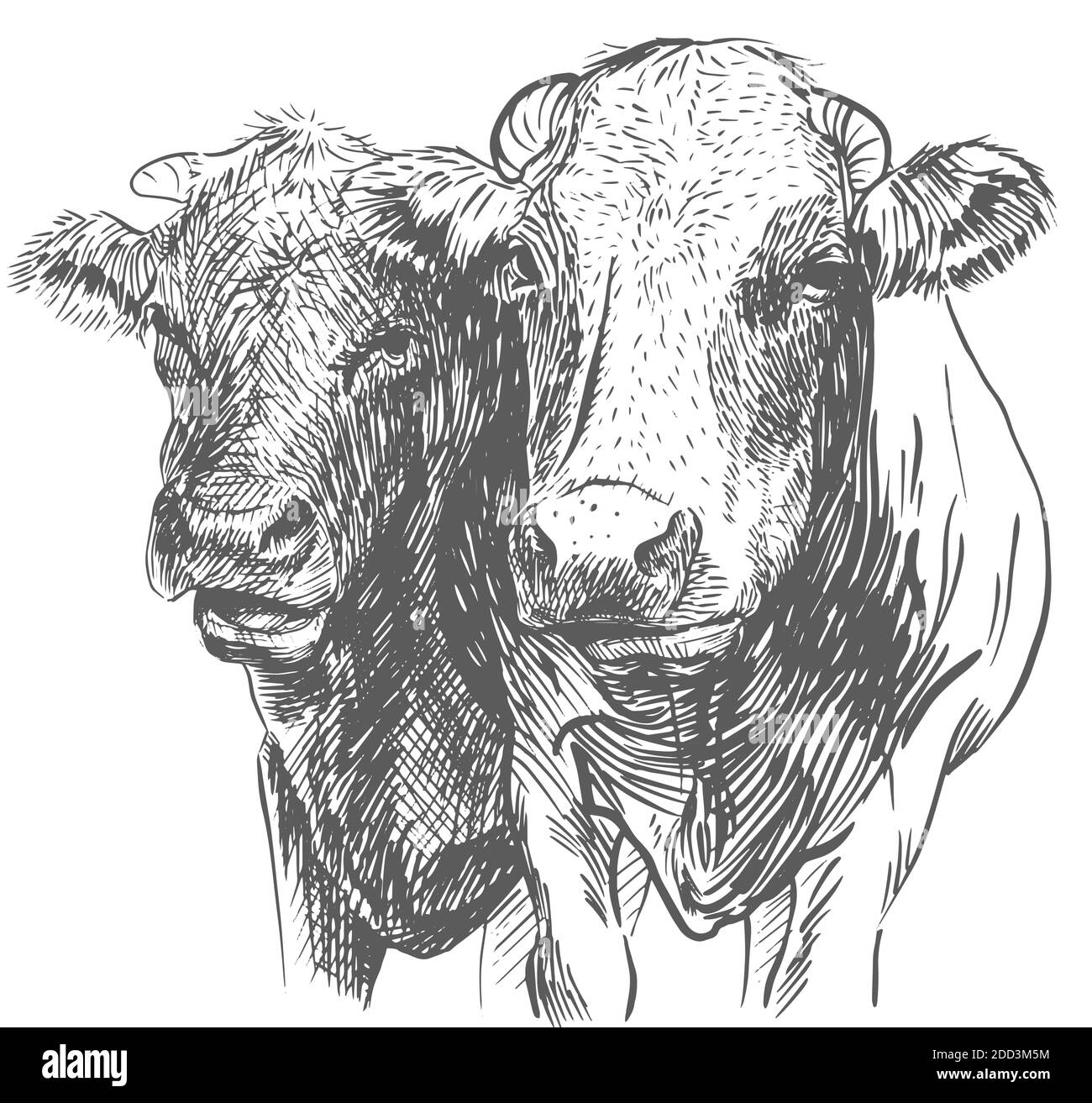 Deux têtes de vaches. Dessiné à la main dans une illustration vectorielle noire et blanche de style esquisse Illustration de Vecteur