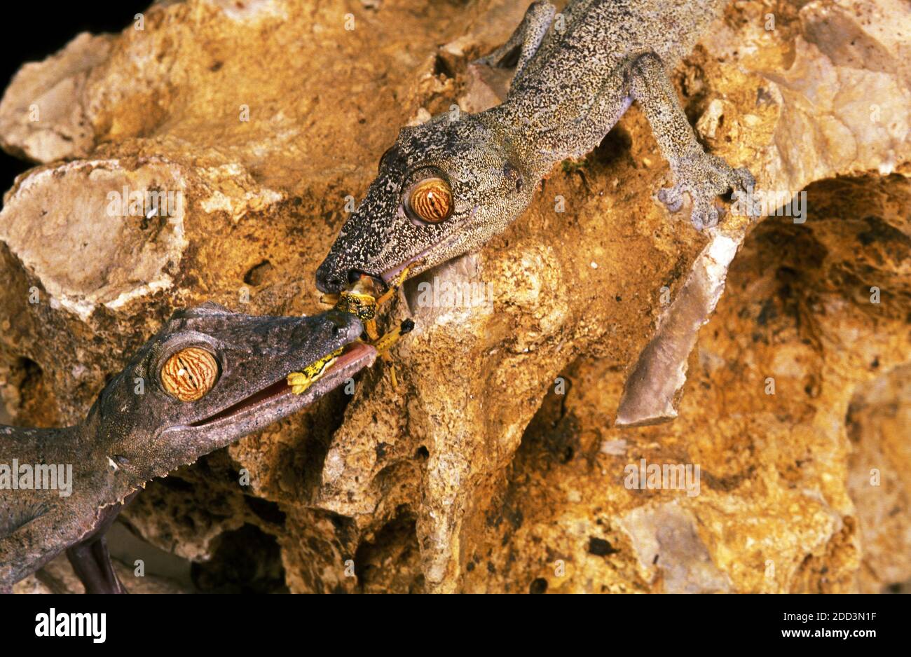 Leaf-Tailed, Gecko Uroplatus fimbriatus, adultes manger Grasshoper Banque D'Images