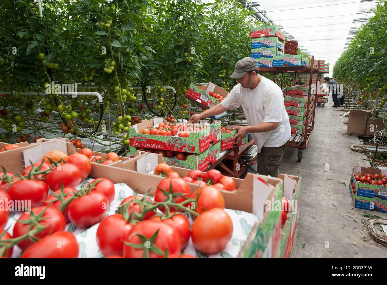 Plouescat (Bretagne, Nord-Ouest de la France) : culture de tomates sous serre. Employé saisonnier récoltant des tomates de vigne et les mettant dans Banque D'Images