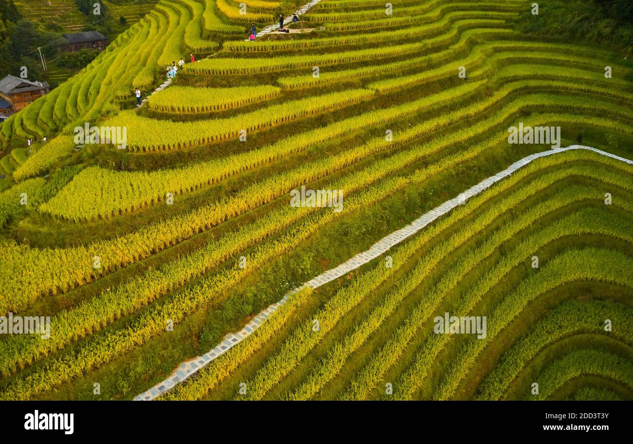 Dragon Born dragon Ridge terrasse paysage d'automne à guilin Banque D'Images