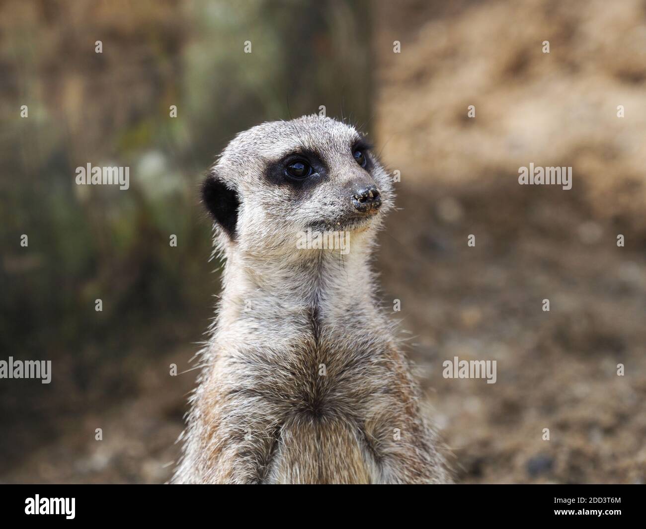 Un mignon meerkat se tient et semble alerte. Banque D'Images