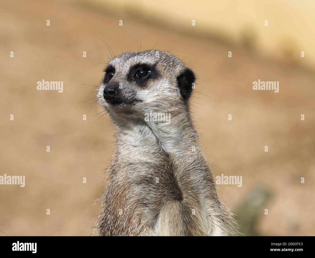 Un mignon meerkat se tient et semble alerte. Banque D'Images