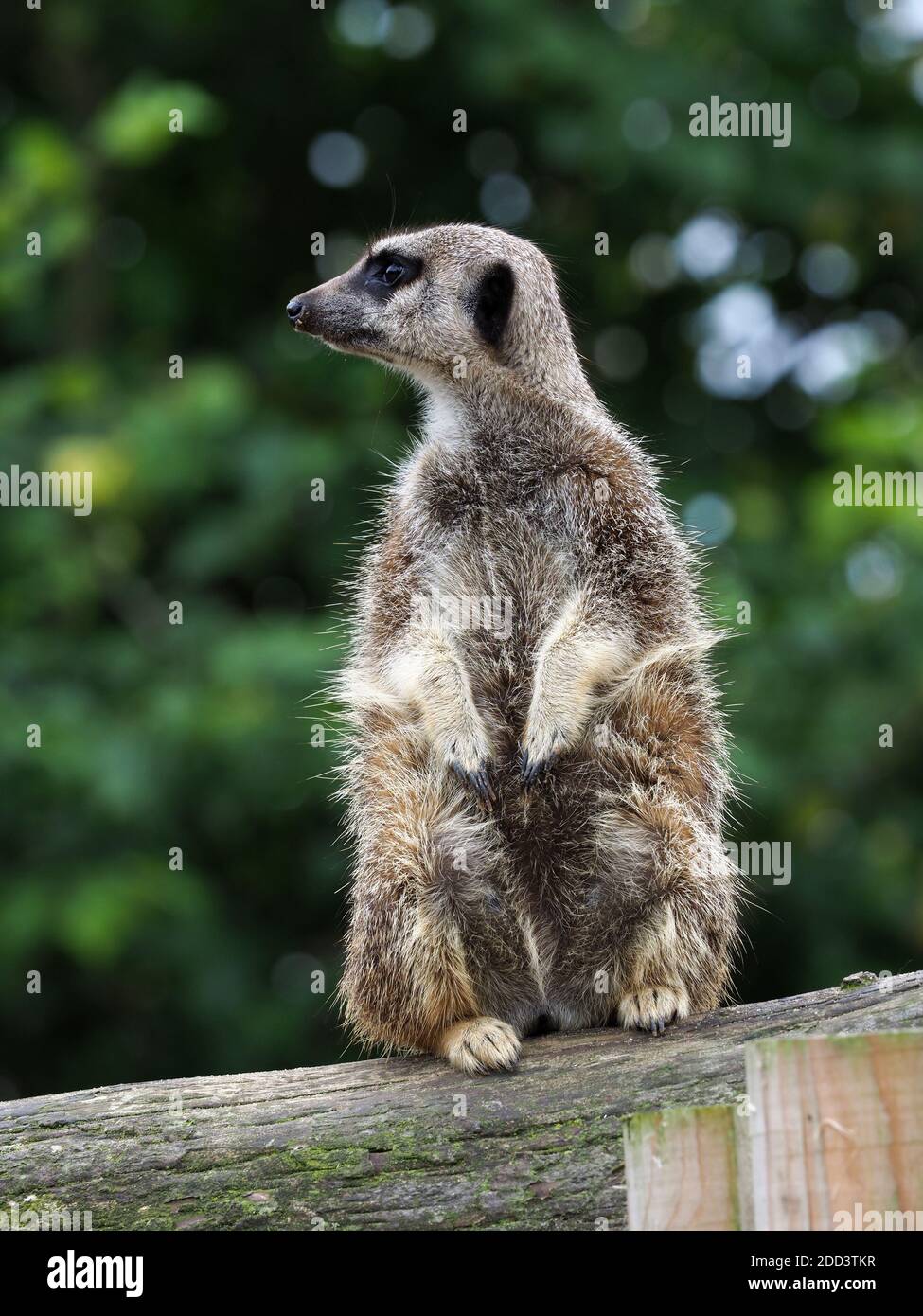 Un mignon meerkat se tient et semble alerte. Banque D'Images