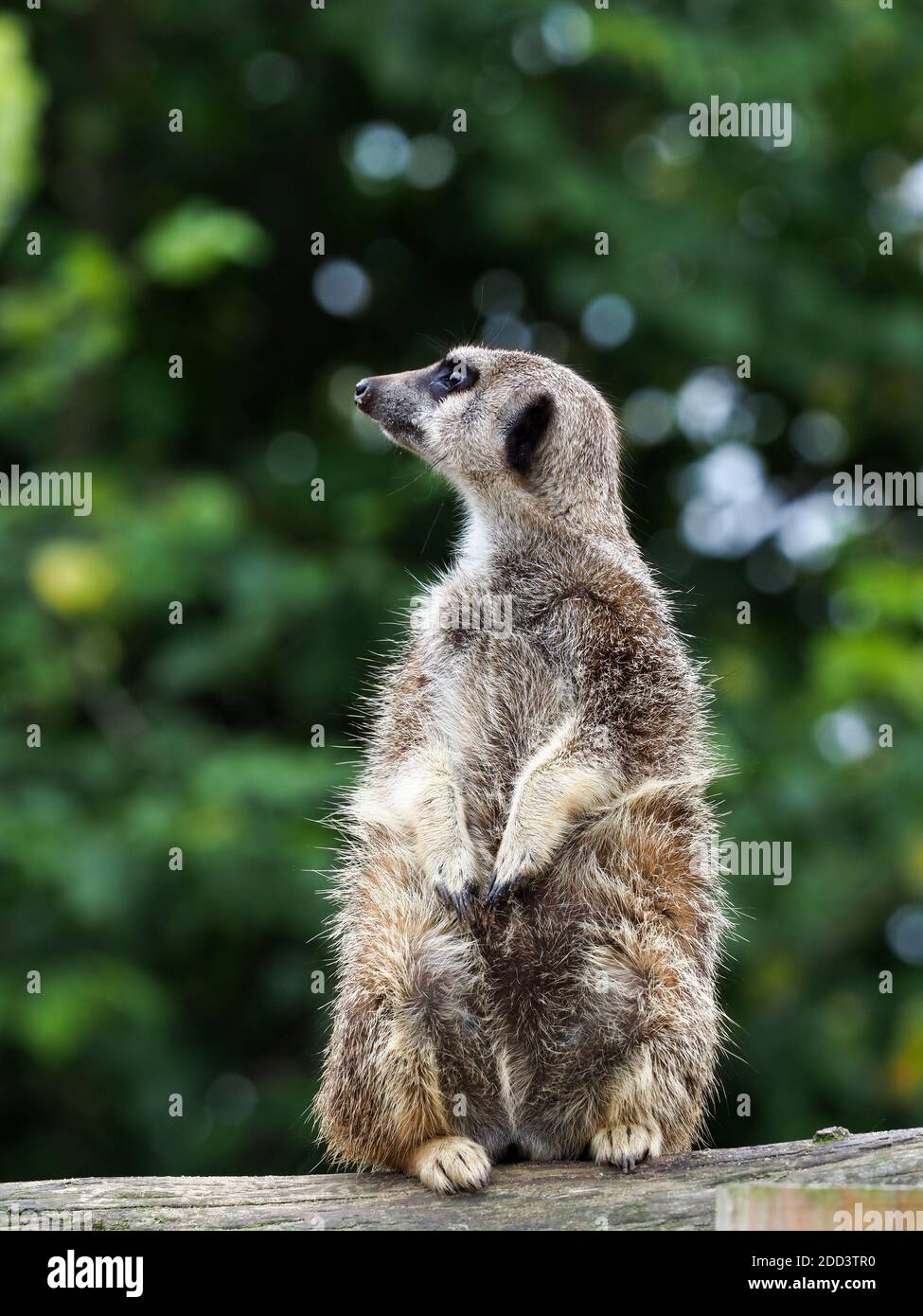 Un mignon meerkat se tient et semble alerte. Banque D'Images