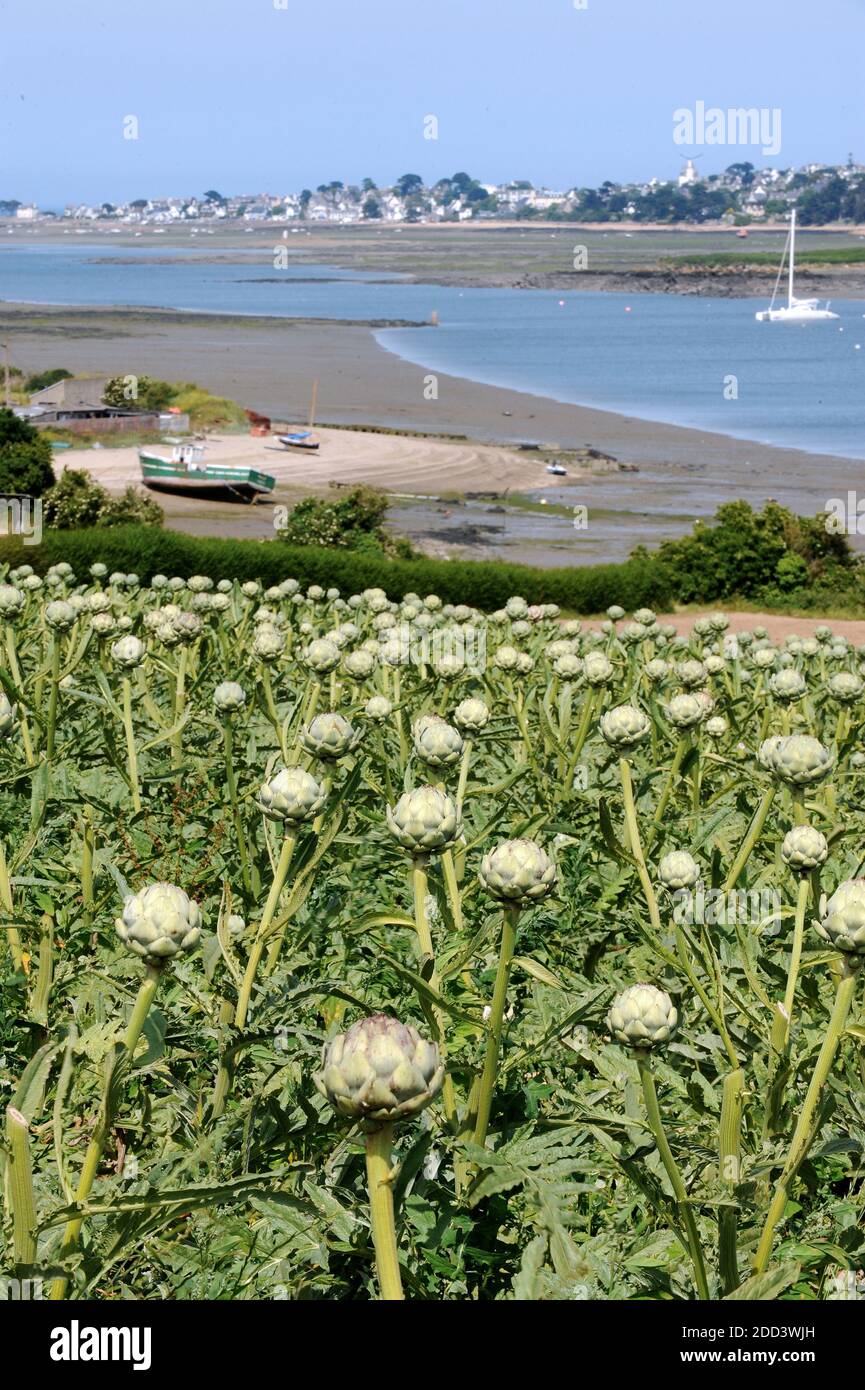 Carantec (Bretagne, nord-ouest de la France) : champ d'artichaut au bord de la rivière Penze Banque D'Images