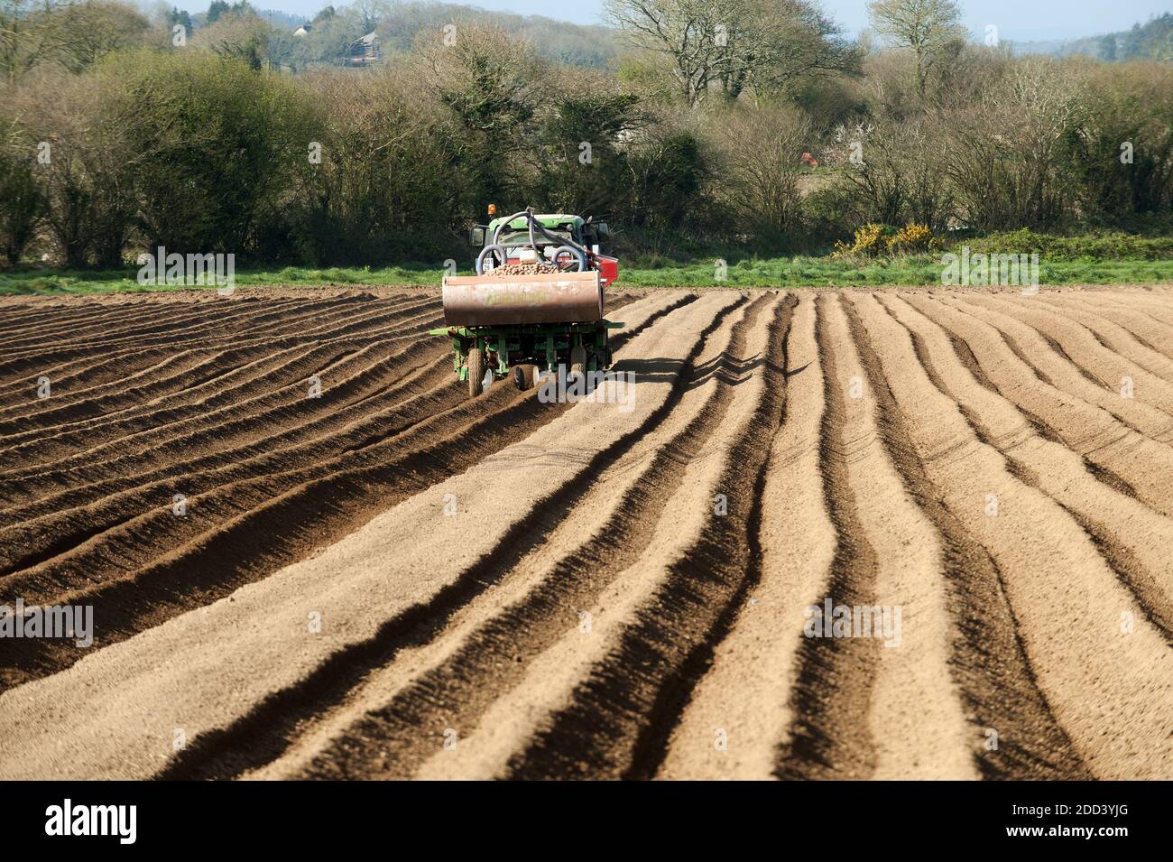 Irvillac (Bretagne, Nord-Ouest de la France): Production de graines de pomme de terre. Tracteur avec épandeur à buckSpreader Banque D'Images