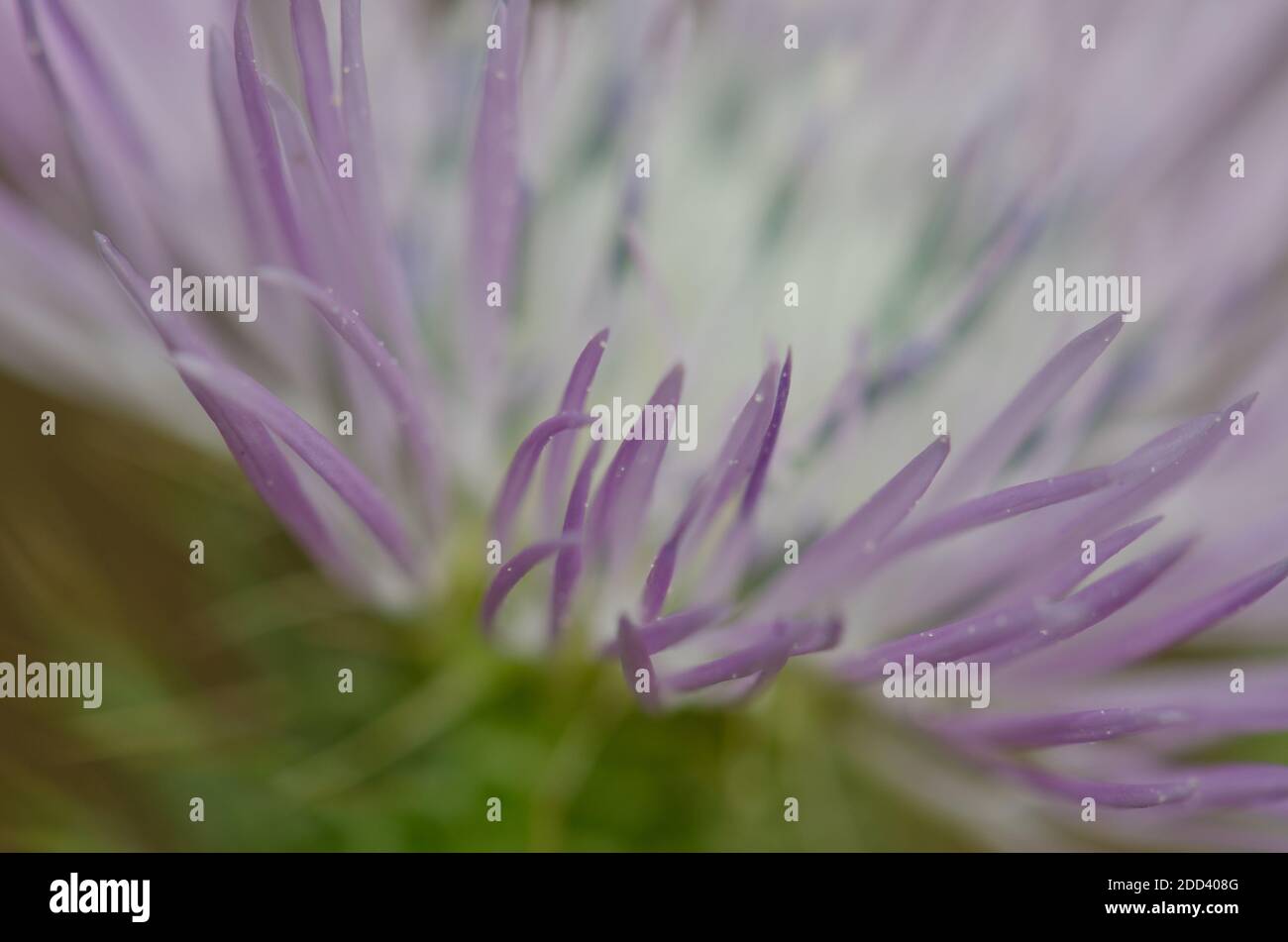 Fleur d'un chardon au lait violet Galatites tomentosa. Réserve naturelle intégrale de l'Inagua. Tejeda. Grande Canarie. Îles Canaries. Espagne. Banque D'Images