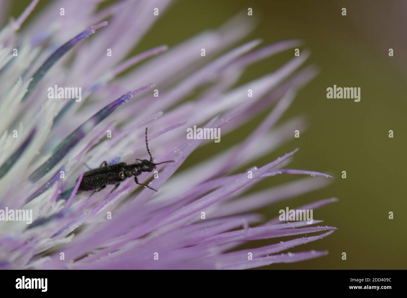 Coléoptère sur une fleur de chardon à lait violet Galatites tomentosa. Réserve naturelle intégrale de l'Inagua. Tejeda. Grande Canarie. Îles Canaries. Espagne. Banque D'Images