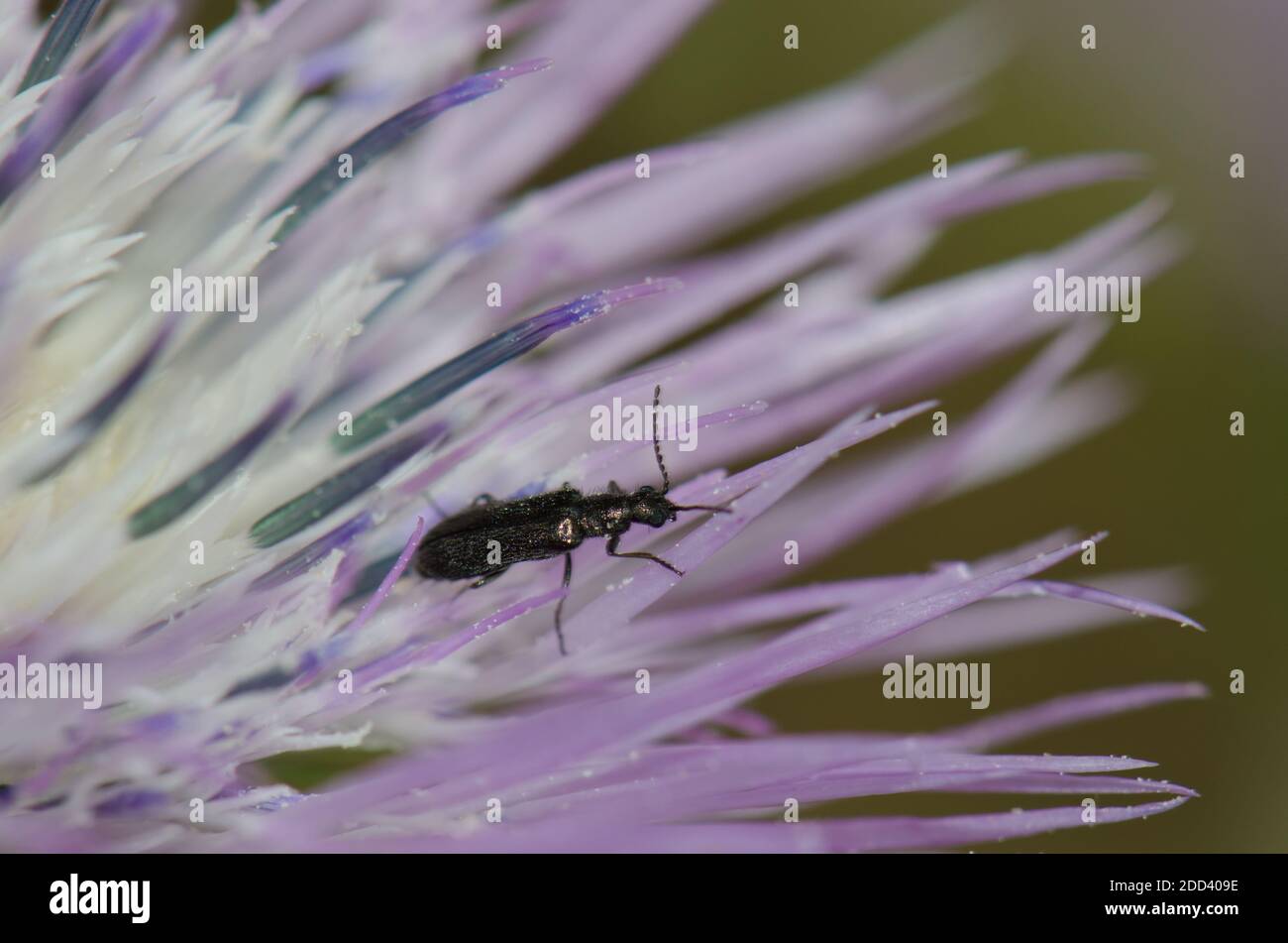 Coléoptère sur une fleur de chardon à lait violet Galatites tomentosa. Réserve naturelle intégrale de l'Inagua. Tejeda. Grande Canarie. Îles Canaries. Espagne. Banque D'Images